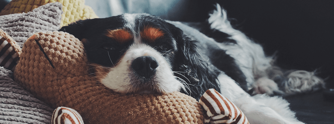 Crufts 2017: A History of The Event