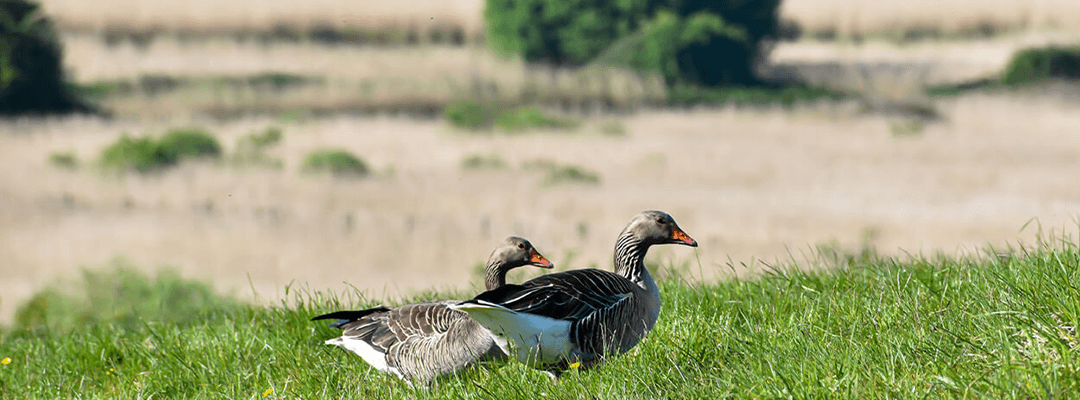 5 Best Nature Reserves to Visit in the UK