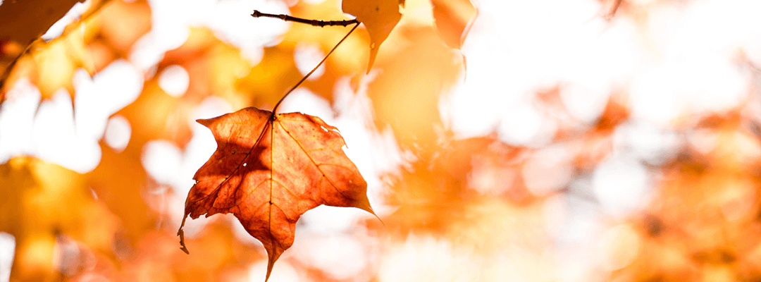 Changing Seasons – What To Look Forward To