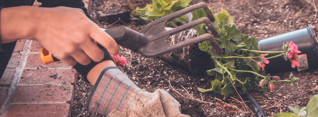 Gardening: How to Get Started