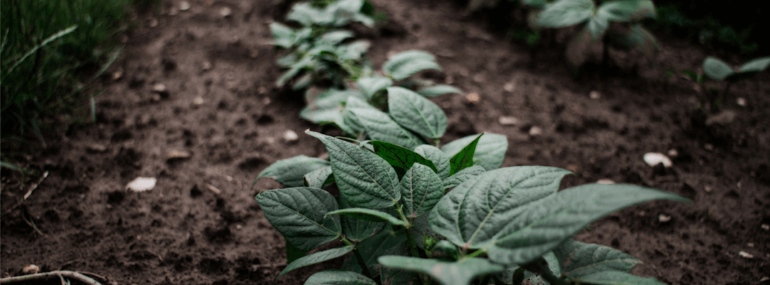 National Allotment Week