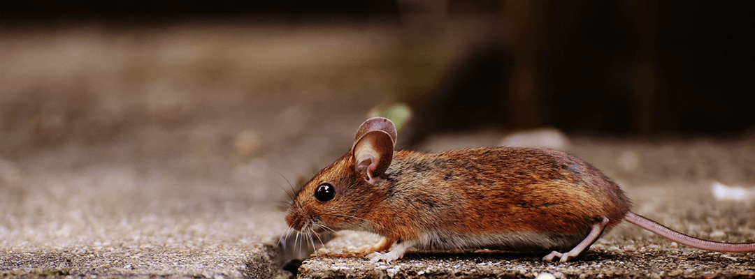 Careline disgusted by rat infested UK care home