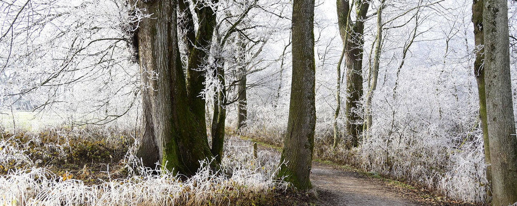 Winter Health for Carers and the Elderly